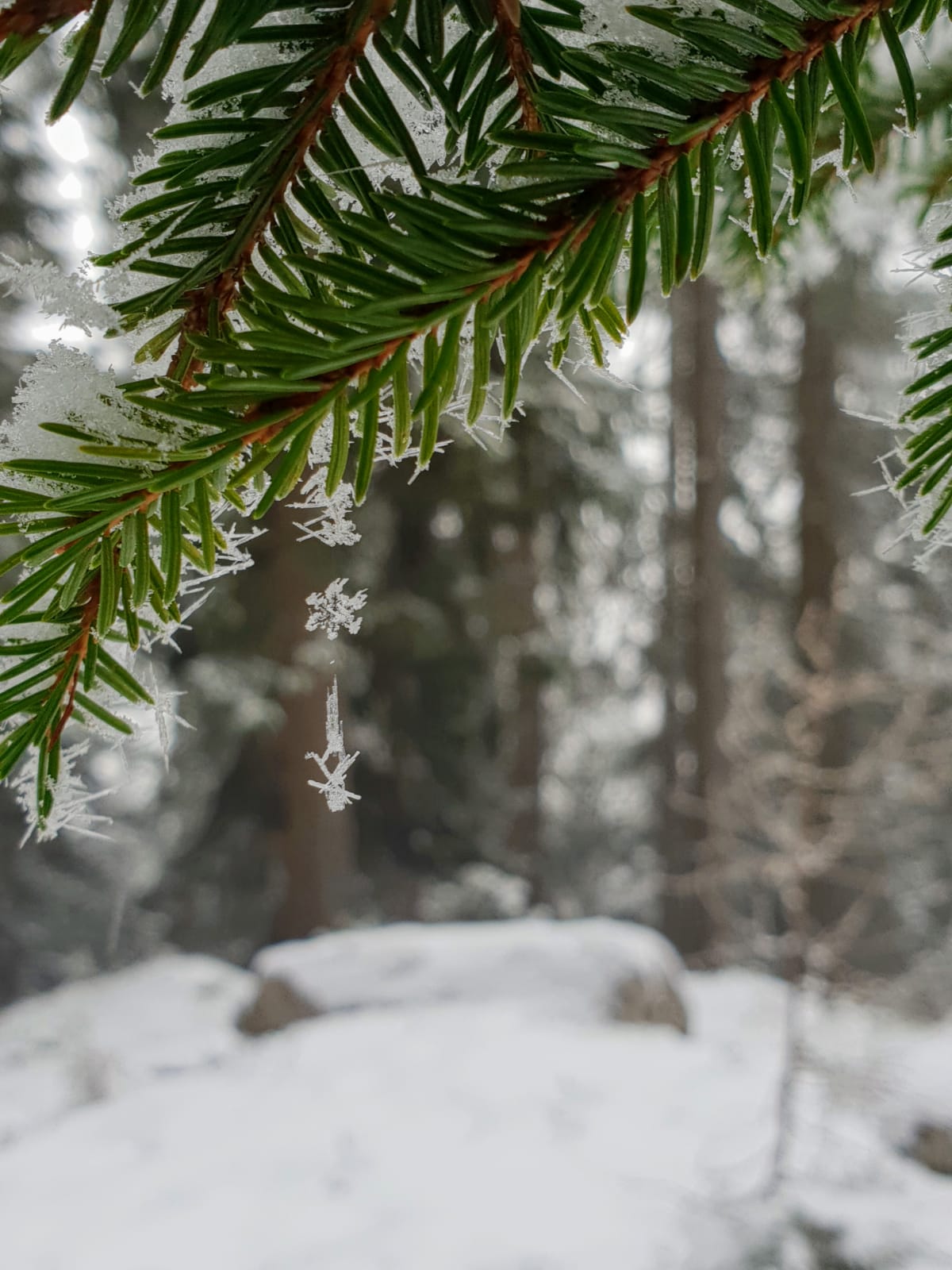 “Mia wünschen Eich in diesem Jahr, moi Weihnachten wia´s früher war,
koa Hetzen zur Bescherung hin, koa Schenken ohne Herz und Sinn.
Es war amoi, scho lang is her, da war so wenig so vui mehr.”